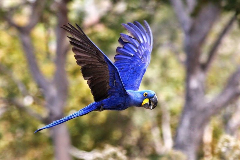 How To Identify A Hyacinth Macaw In The Wild