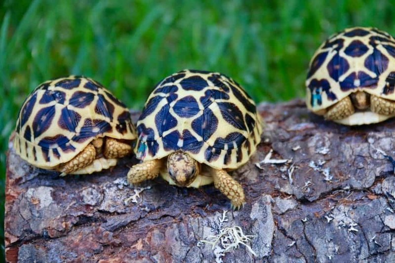 How To Identify A Indian Star Tortoise