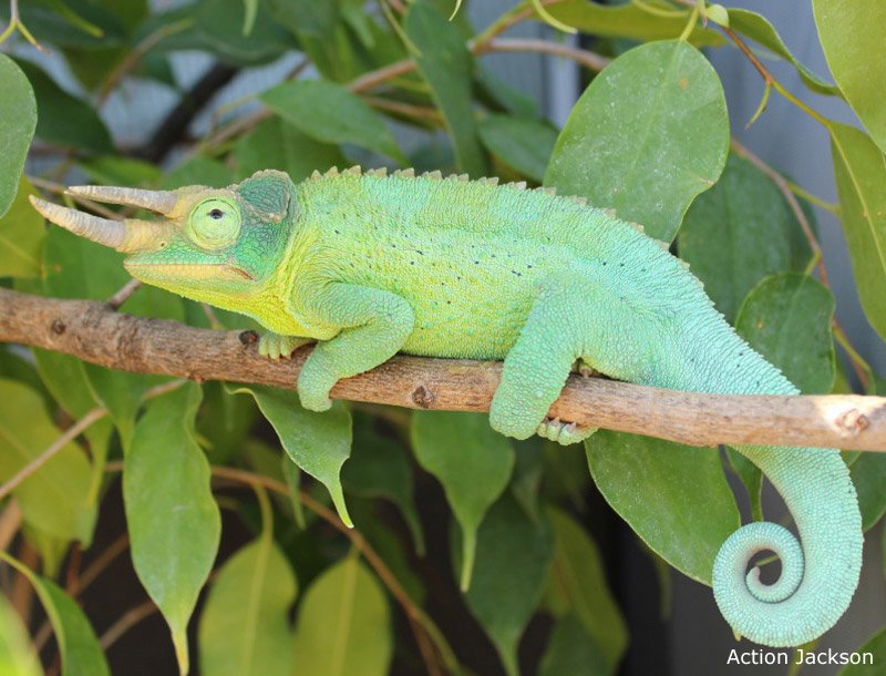 How To Identify A Jackson'S Chameleon