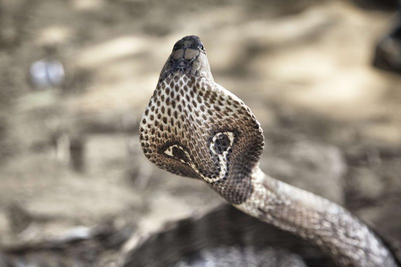 How To Identify A King Cobra In The Wild