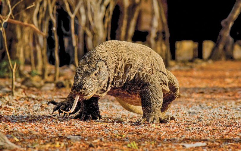 How To Identify A Komodo Dragon In The Wild