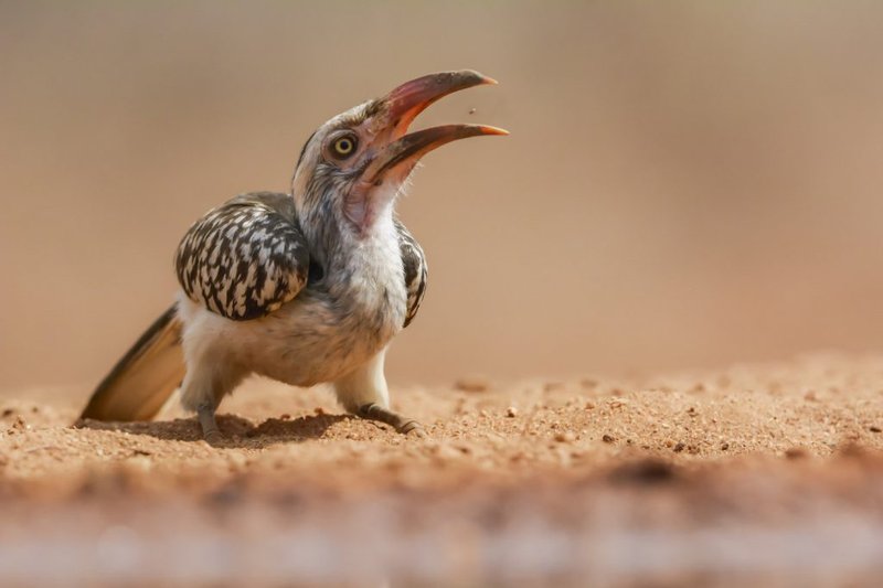 How To Identify A Leghorn In The Wild