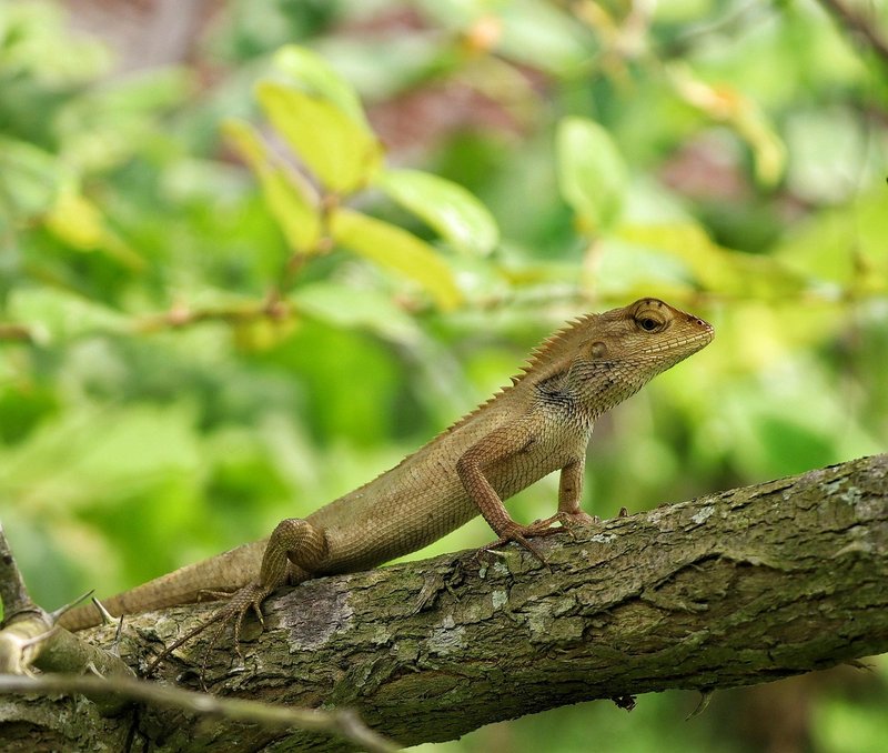 How To Identify A Lizard In The Wild