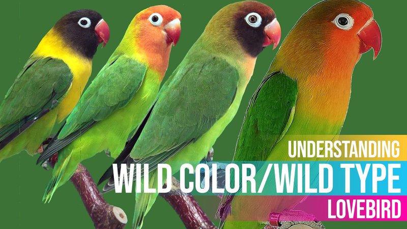 How To Identify A Lovebird In The Wild