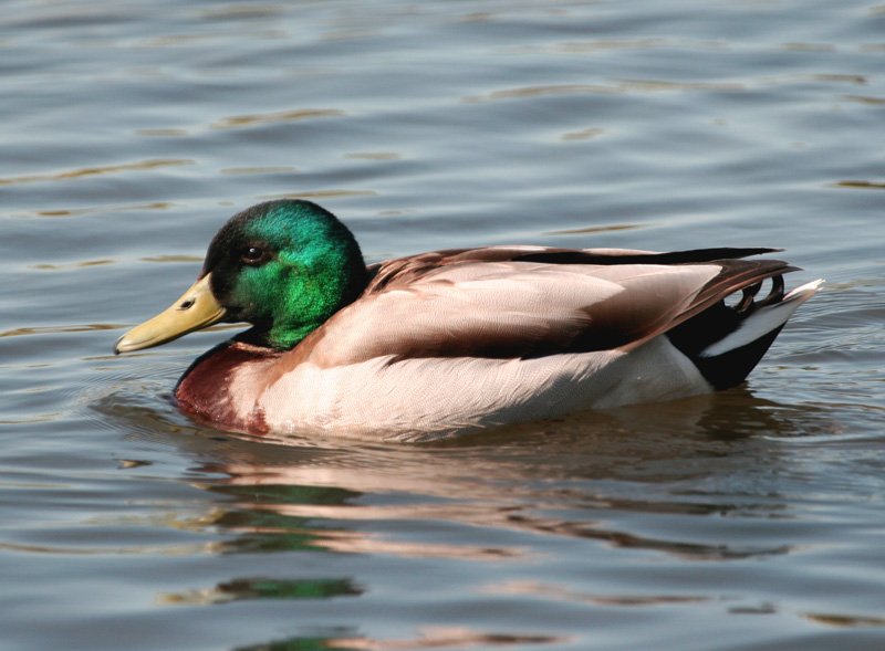How To Identify A Mallard In The Wild