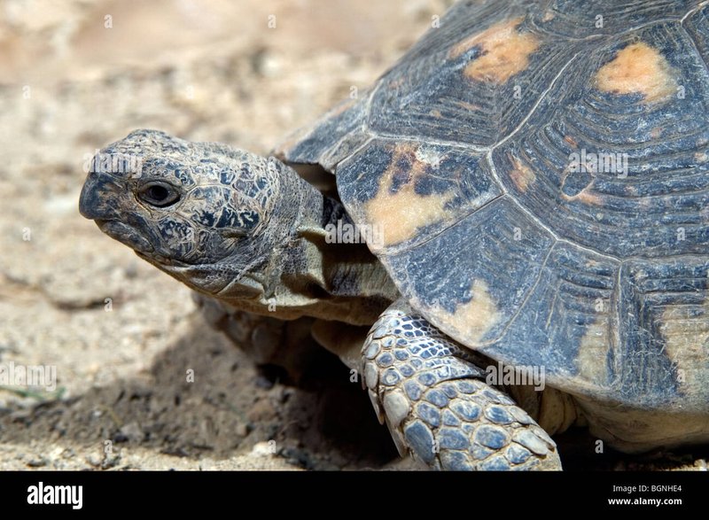 How To Identify A Marginated Tortoise