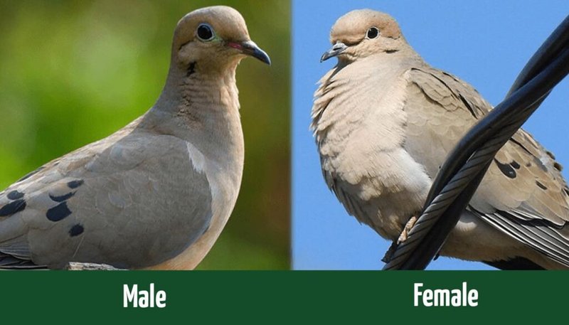 How To Identify A Mourning Dove In The Wild