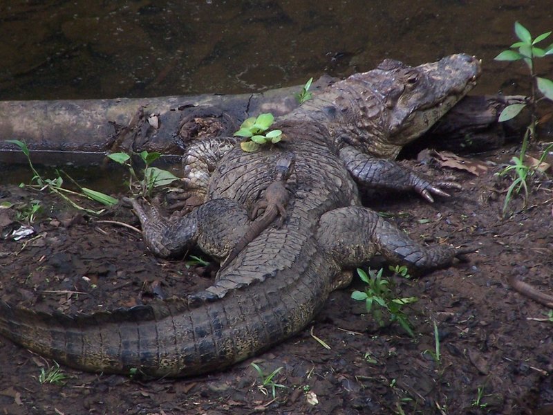 How To Identify A Nile Crocodile In The Wild