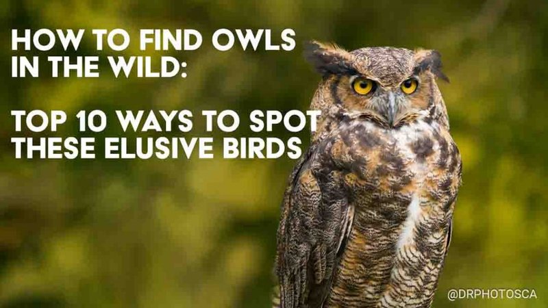 How To Identify A Owl In The Wild