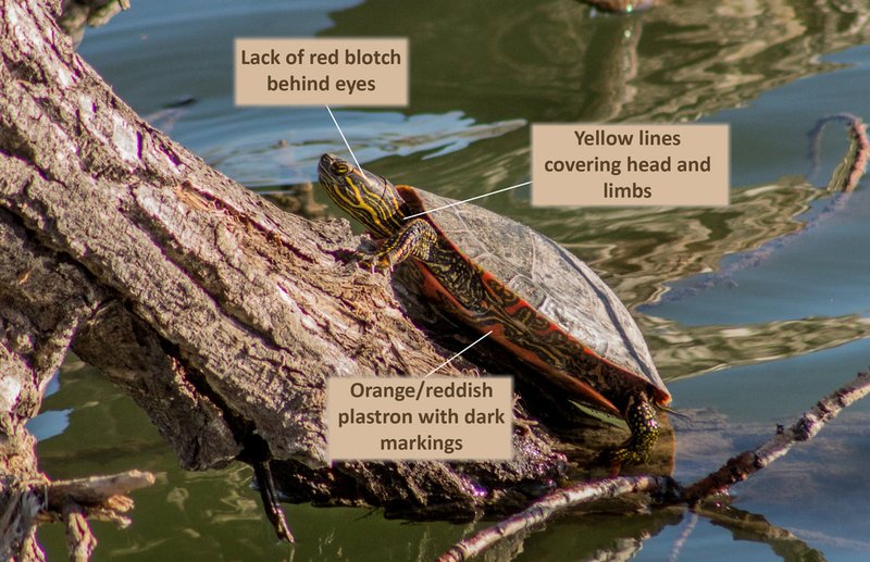 How To Identify A Painted Turtle In The Wild