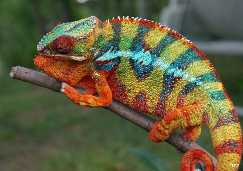 How To Identify A Panther Chameleon In The Wild