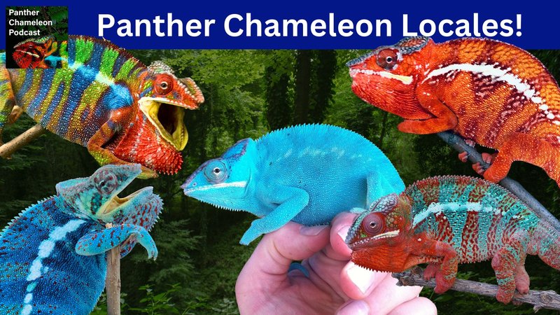 How To Identify A Panther Chameleon