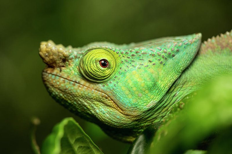 How To Identify A Parson'S Chameleon