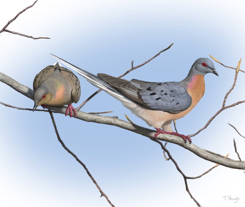 How To Identify A Passenger Pigeon In The Wild