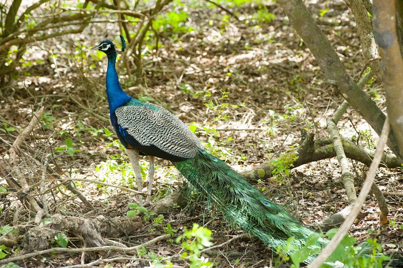 How To Identify A Peacock In The Wild