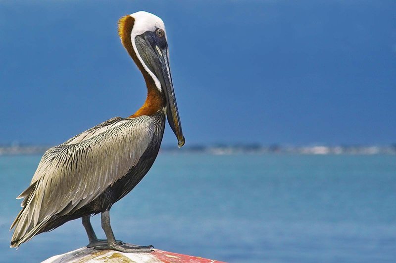 How To Identify A Pelican In The Wild