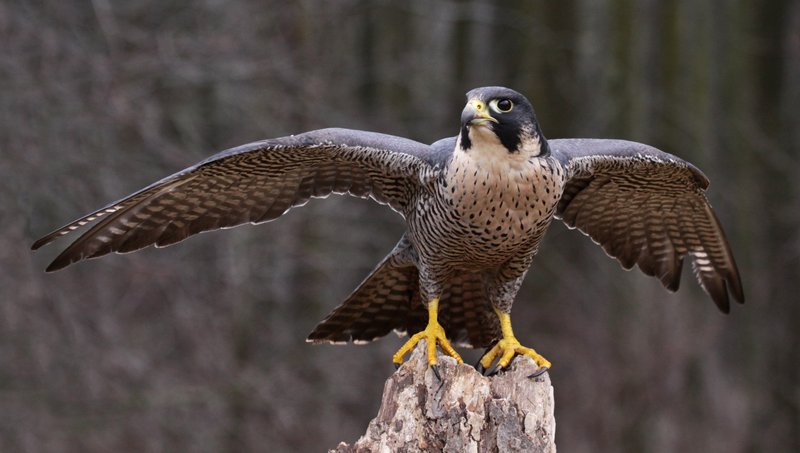 How To Identify A Peregrine Falcon In The Wild