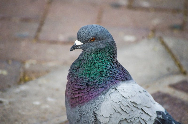 How To Identify A Pigeon In The Wild