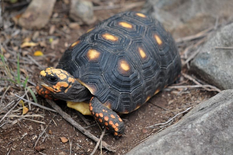 How To Identify A Red-Footed Tortoise