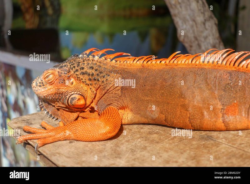 How To Identify A Red Iguana