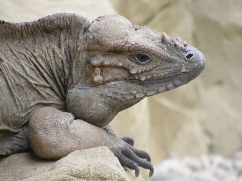 How To Identify A Rhino Iguana