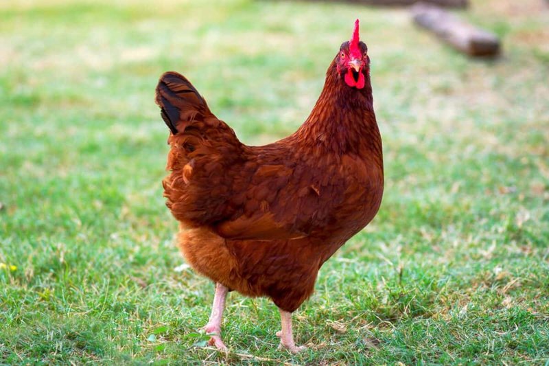 How To Identify A Rhode Island Red In The Wild