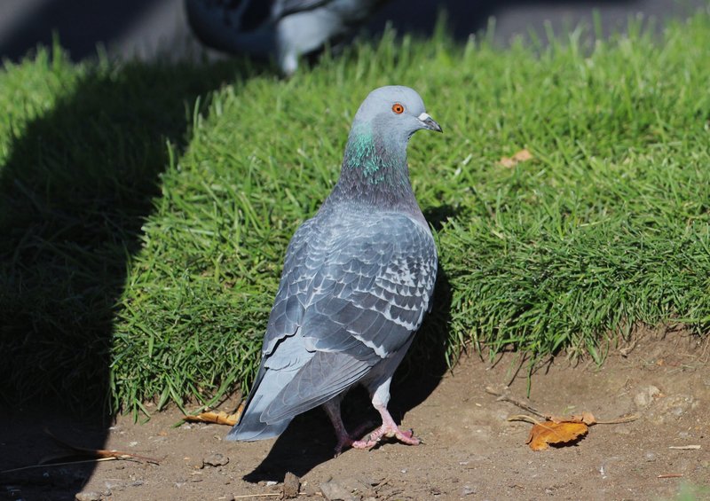 How To Identify A Rock Pigeon In The Wild