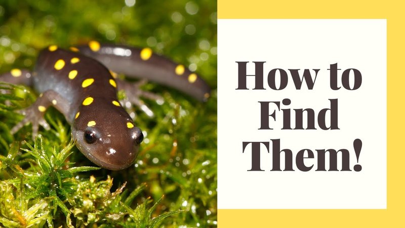 How To Identify A Salamander In The Wild