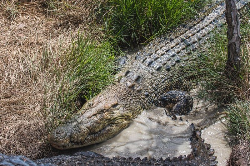 How To Identify A Saltwater Crocodile In The Wild