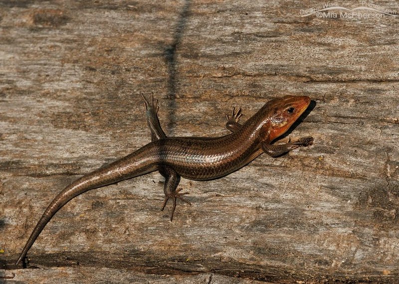 How To Identify A Skink In The Wild