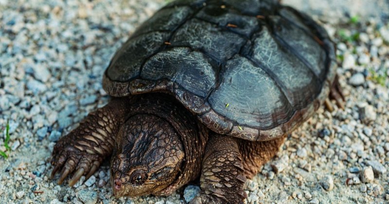 How To Identify A Snapping Turtle In The Wild