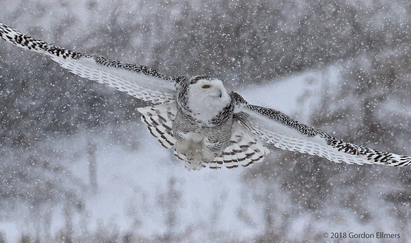 How To Identify A Snowy Owl In The Wild