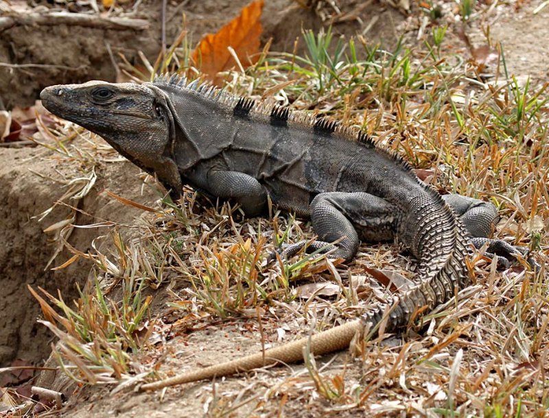 How To Identify A Spiny-Tailed Iguana