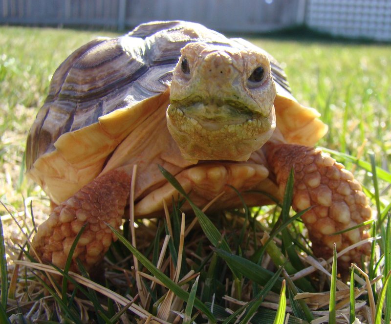 How To Identify A Sulcata Tortoise