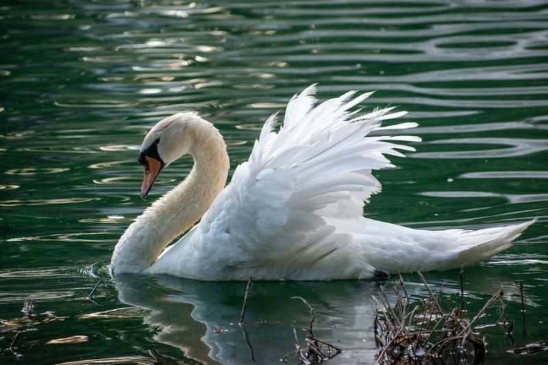 How To Identify A Swan In The Wild