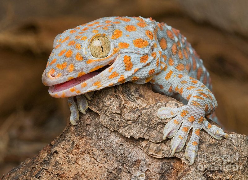 How To Identify A Tokay Gecko In The Wild