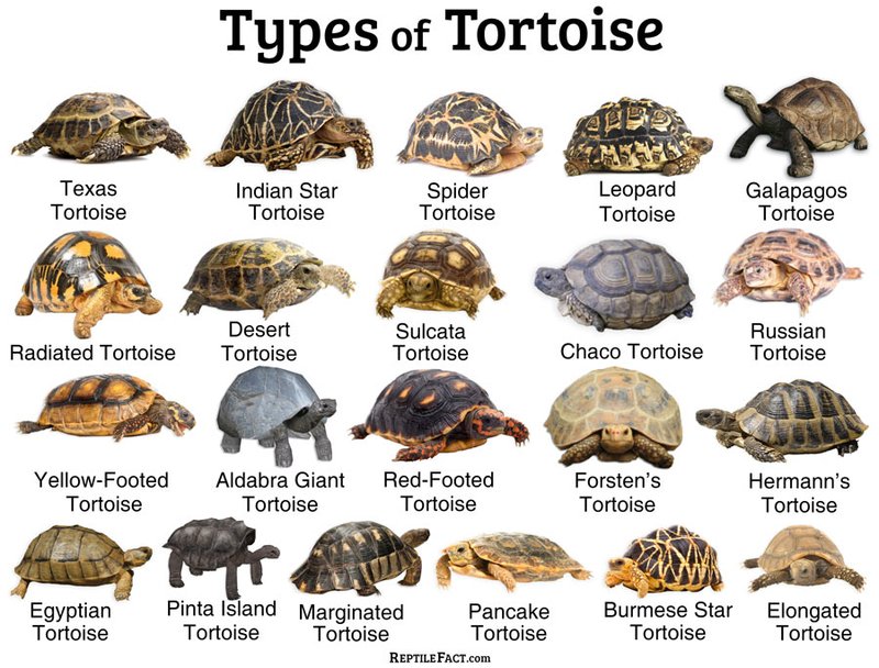 How To Identify A Tortoise In The Wild