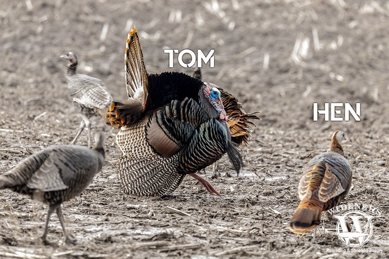 How To Identify A Turkey In The Wild