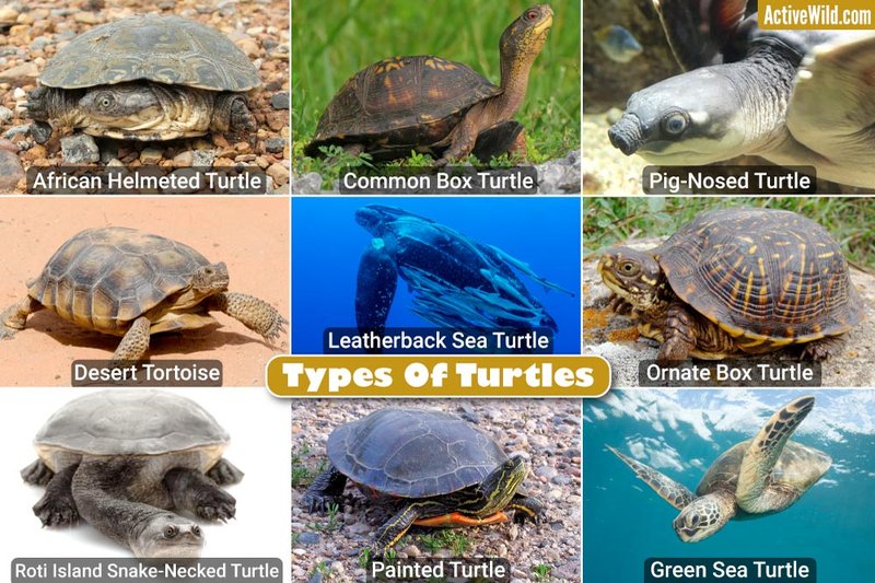 How To Identify A Turtle In The Wild
