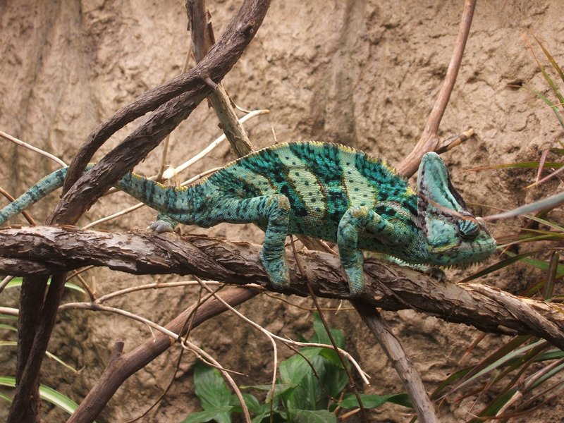 How To Identify A Veiled Chameleon In The Wild