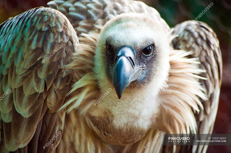 How To Identify A Vulture In The Wild