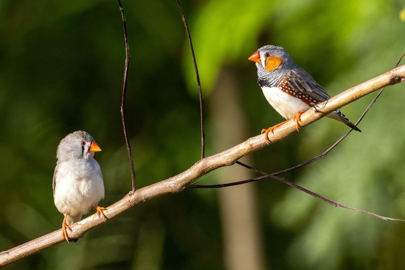 How To Identify A Zebra Finch In The Wild