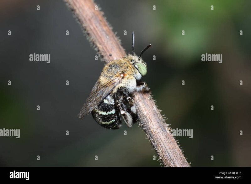 How To Identify Blue Banded Bee