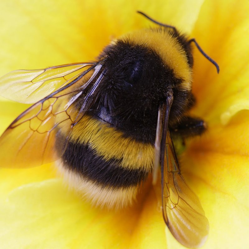 How To Identify Bumblebee