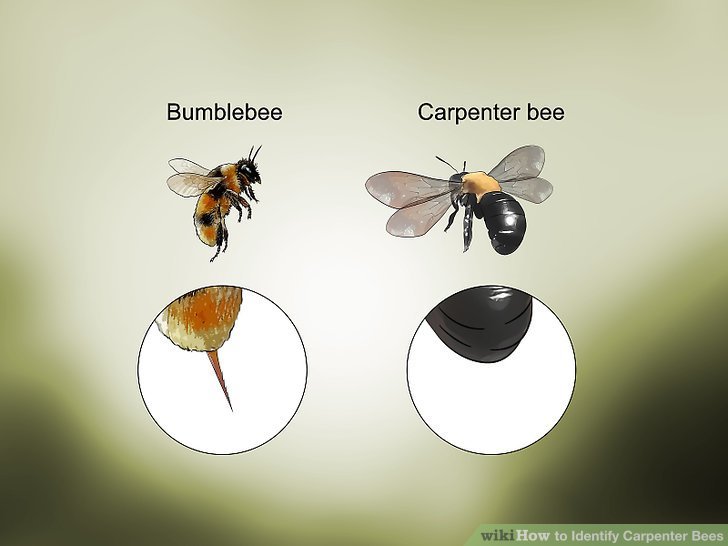 How To Identify Carpenter Bee