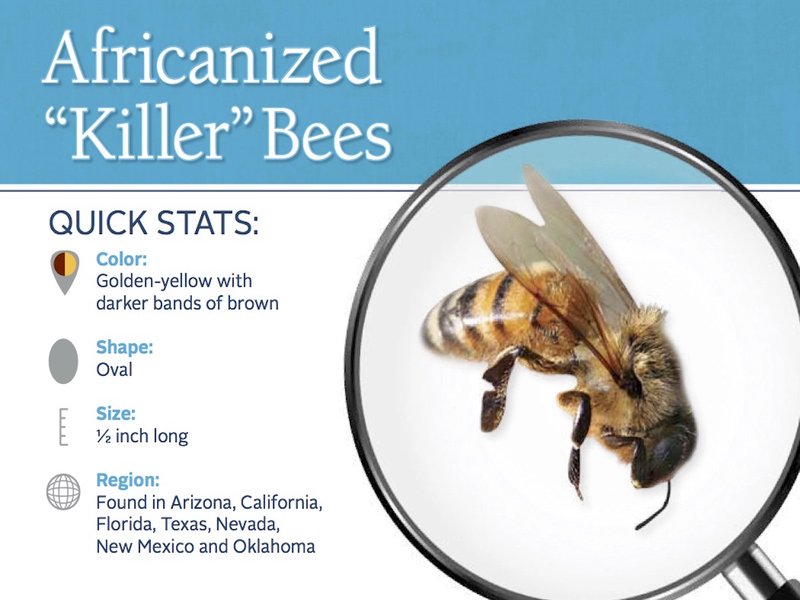 How To Identify Killer Bee (Africanized)