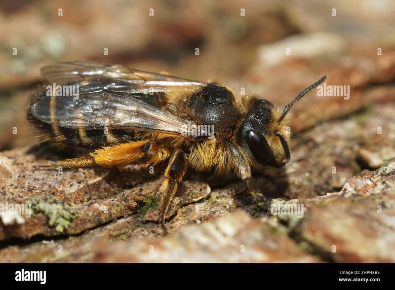How To Identify Mining Bee