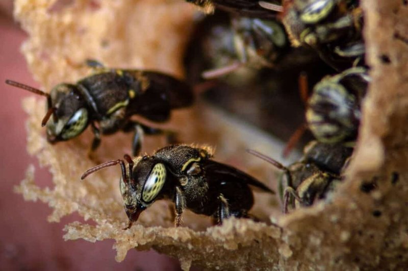 How To Identify Stingless Bee