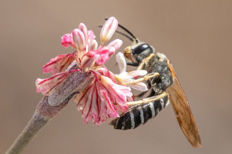 How To Identify Sweat Bee