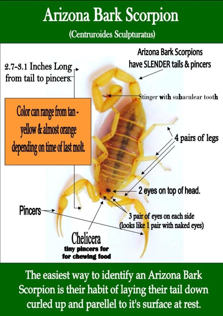 How To Identify The Arizona Bark Scorpion